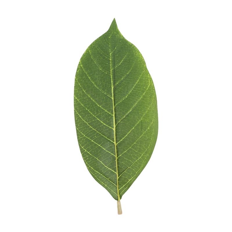 Daun Magnolia Hijau Buatan Pak - Artificial Hanging Plants ulasan dan harga