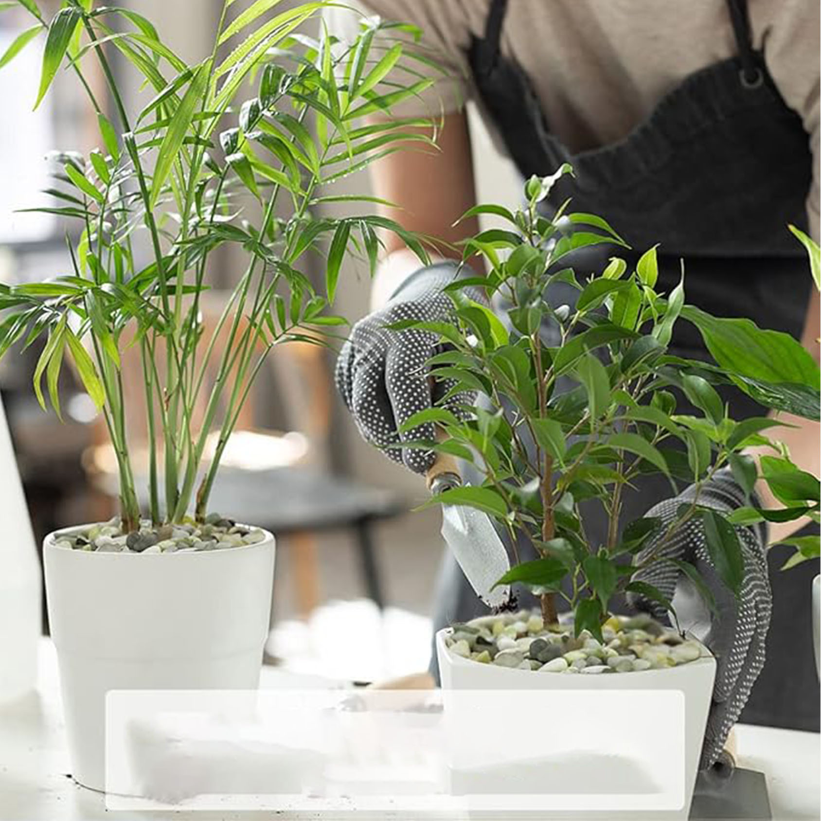 Kerikil Sukulen dan Kaktus, Ba - Succulent Planter Pot ulasan dan harga